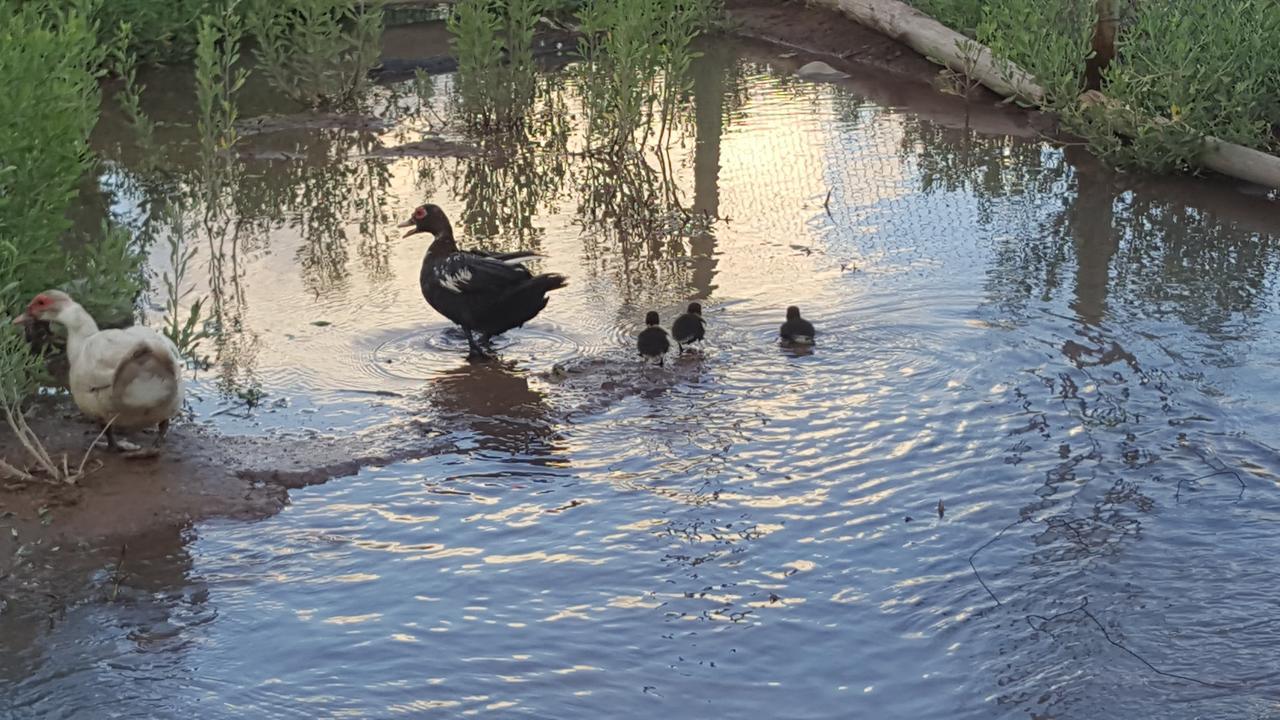 Complejo Rio Los Patos - Apartamentos バレアル エクステリア 写真
